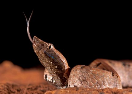 Kali - Karwar Herp Trail