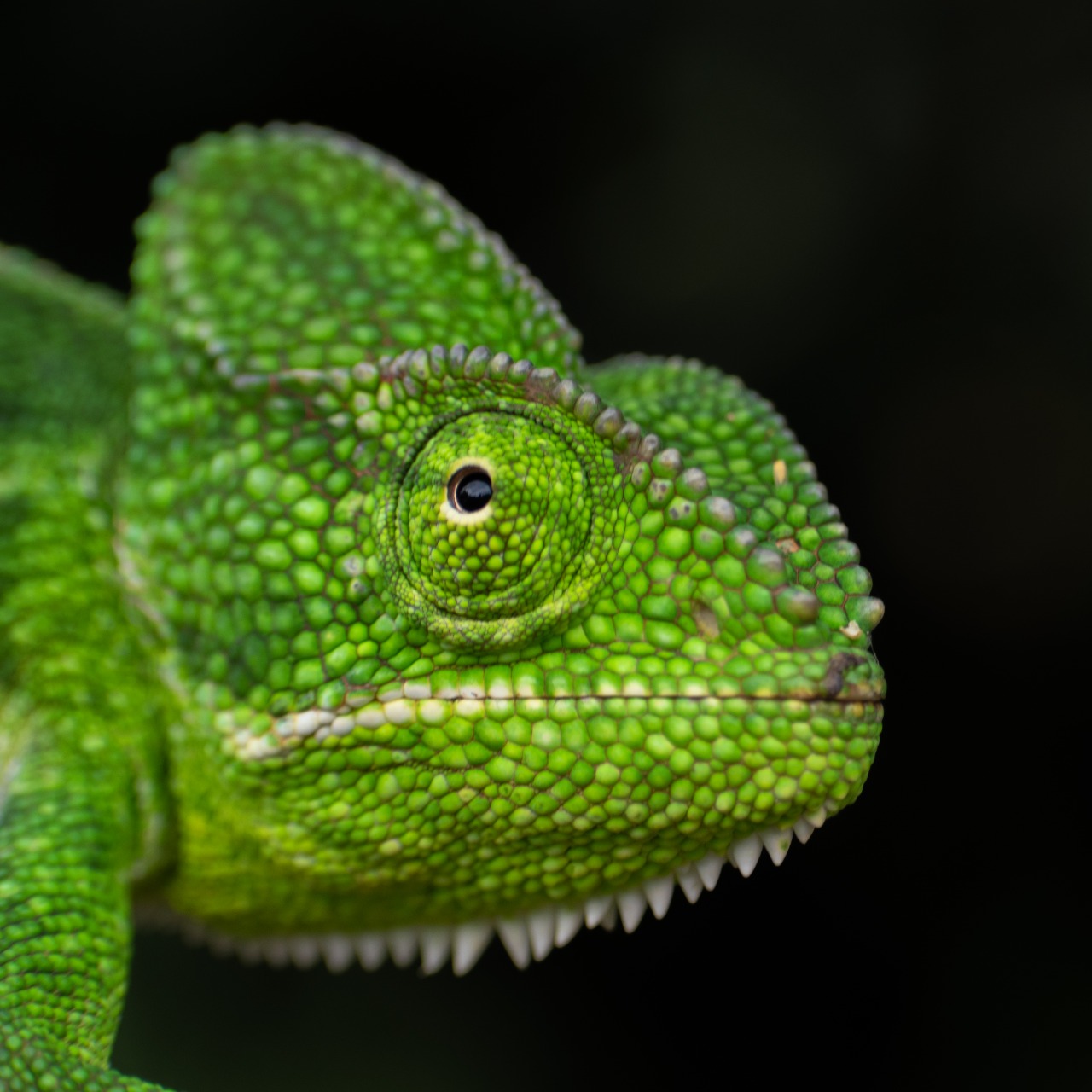 Matheran Herp Trail