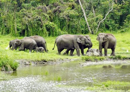 Gorumara - Wilderness of North Bengal (Ex-Bagdogra)