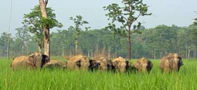 Rajaji National Park - Rishikesh