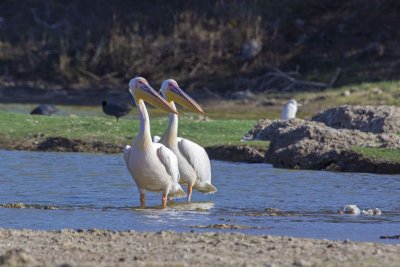 Jamnagar-Khijadia-Narara | Birding and Photography Tour (Ex Ahmedabad).