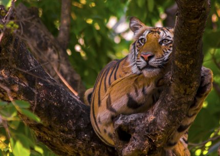 Tadoba Tiger Trails