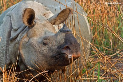 Kaziranga - Nameri