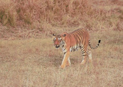 Panna Tiger Reserve