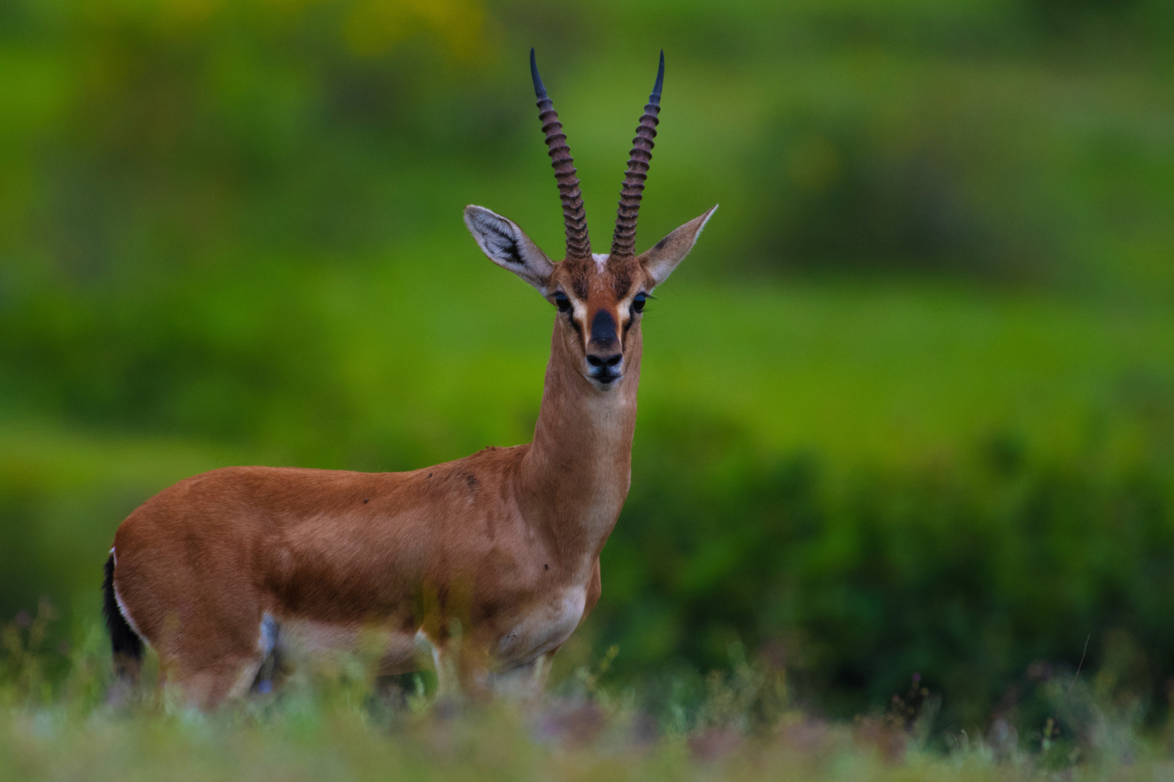 Birdwatching: Saswad - Jejuri Grasslands