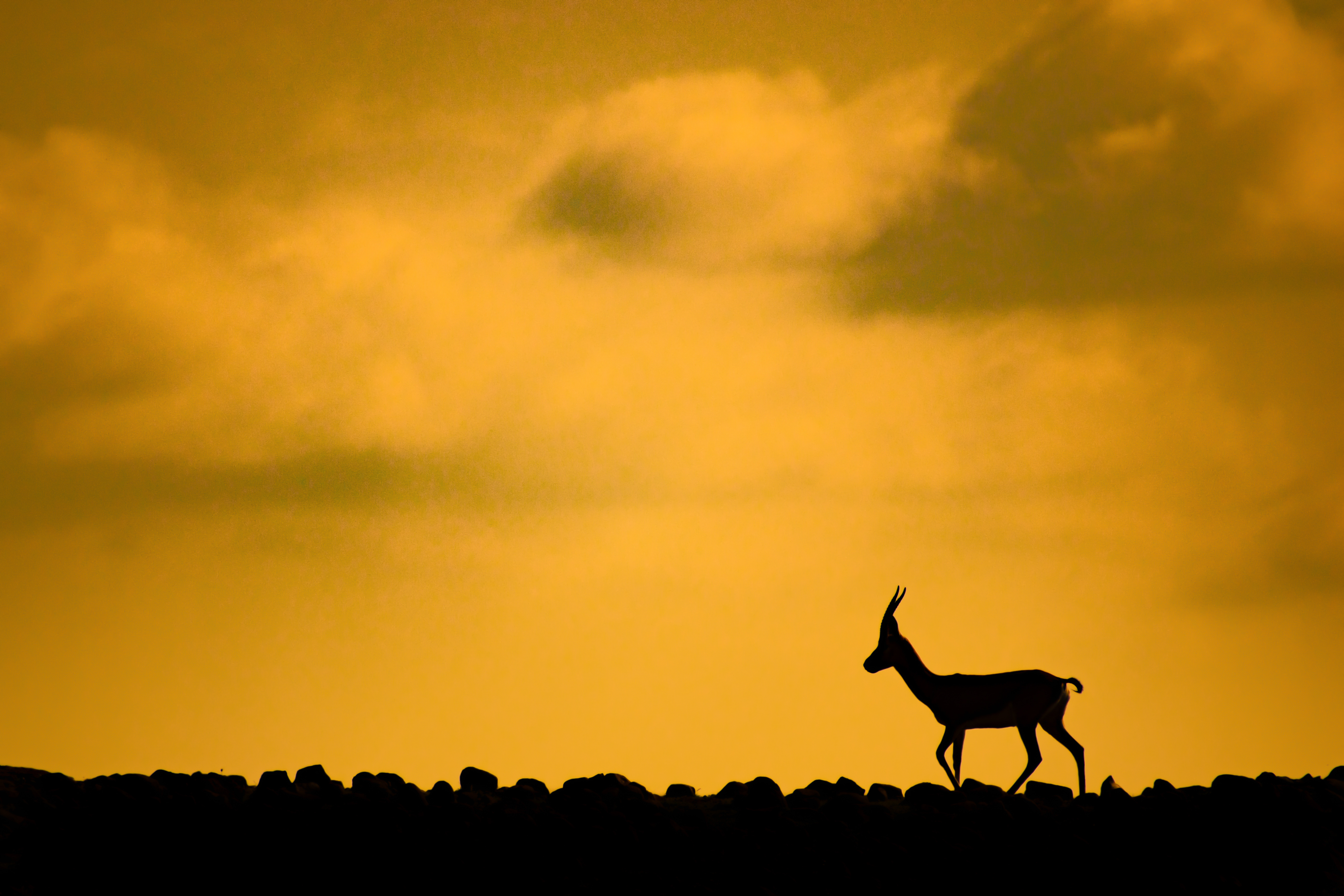 Grassland Night Safari