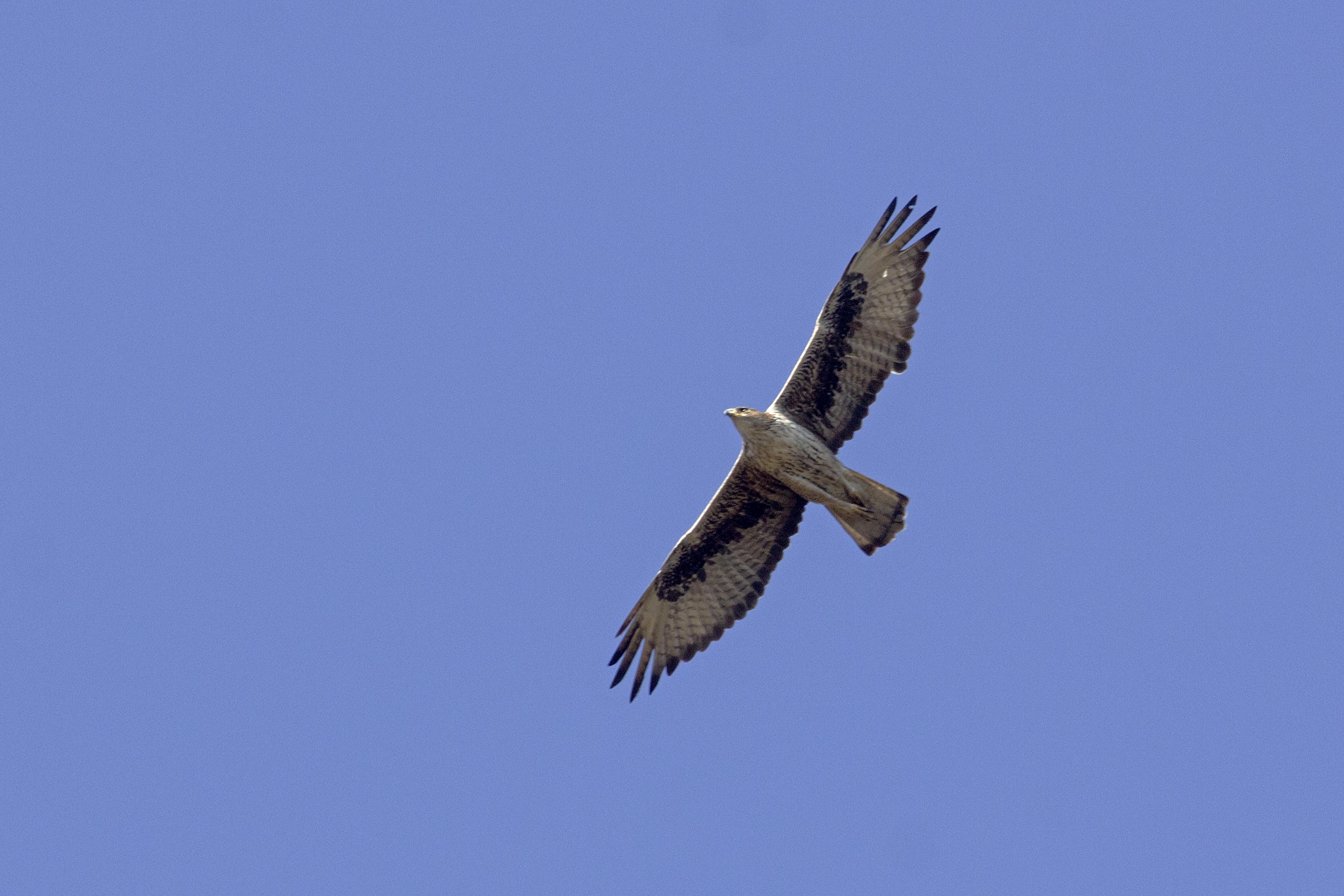 Lonavla: Raptor special!