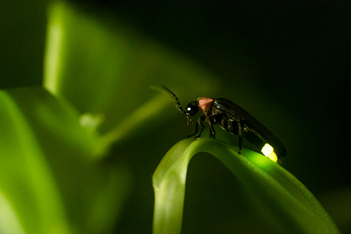 Firefly safari