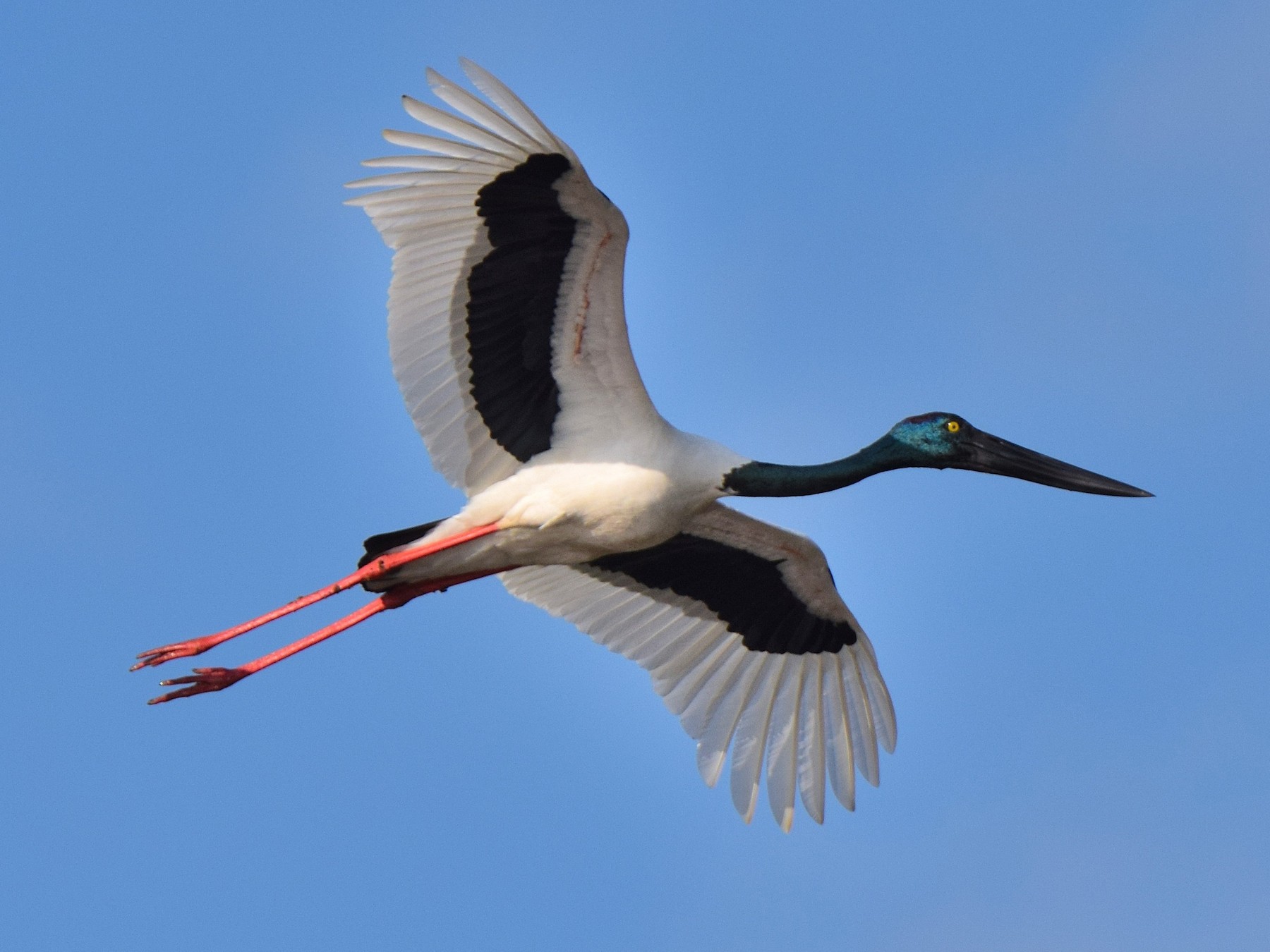 Sultanpur- Okhala Birding Tour