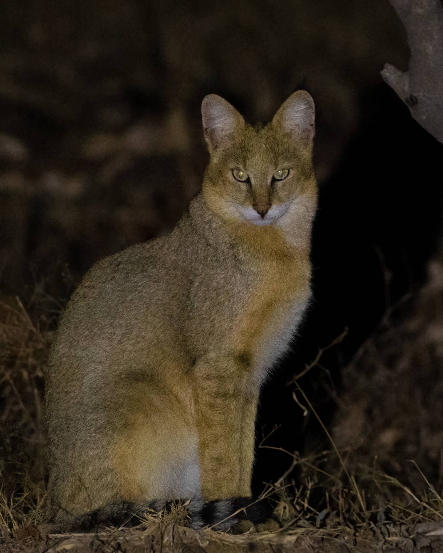 Jungle Night Safari